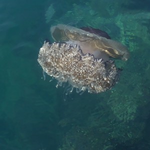 medusa “Cassiopea”     Savudrija  Croazia